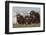 Musk Ox herd resting-Ken Archer-Framed Photographic Print