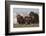 Musk Ox herd resting-Ken Archer-Framed Photographic Print