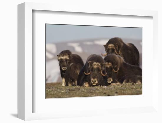 Musk Ox herd resting-Ken Archer-Framed Photographic Print