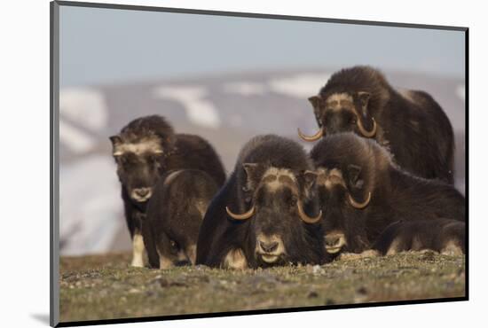 Musk Ox herd resting-Ken Archer-Mounted Photographic Print