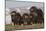 Musk Ox herd resting-Ken Archer-Mounted Photographic Print