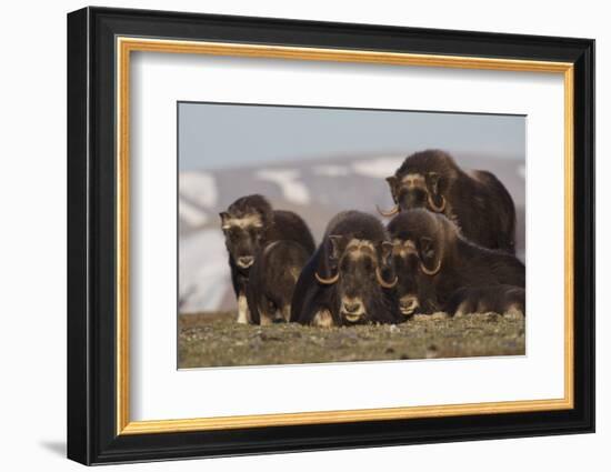 Musk Ox herd resting-Ken Archer-Framed Photographic Print