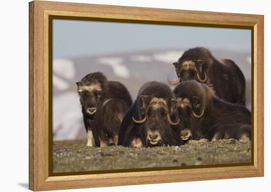 Musk Ox herd resting-Ken Archer-Framed Premier Image Canvas