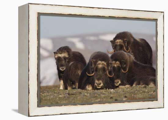 Musk Ox herd resting-Ken Archer-Framed Premier Image Canvas