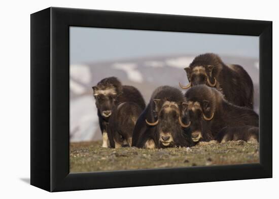 Musk Ox herd resting-Ken Archer-Framed Premier Image Canvas