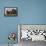 Musk Ox herd resting-Ken Archer-Framed Premier Image Canvas displayed on a wall