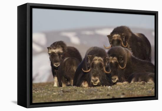 Musk Ox herd resting-Ken Archer-Framed Premier Image Canvas