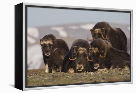 Musk Ox herd resting-Ken Archer-Framed Premier Image Canvas