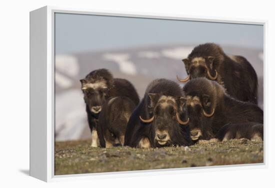 Musk Ox herd resting-Ken Archer-Framed Premier Image Canvas