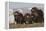 Musk Ox herd resting-Ken Archer-Framed Premier Image Canvas