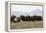 Musk Ox Herd-Ken Archer-Framed Premier Image Canvas