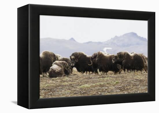 Musk Ox Herd-Ken Archer-Framed Premier Image Canvas