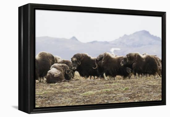 Musk Ox Herd-Ken Archer-Framed Premier Image Canvas