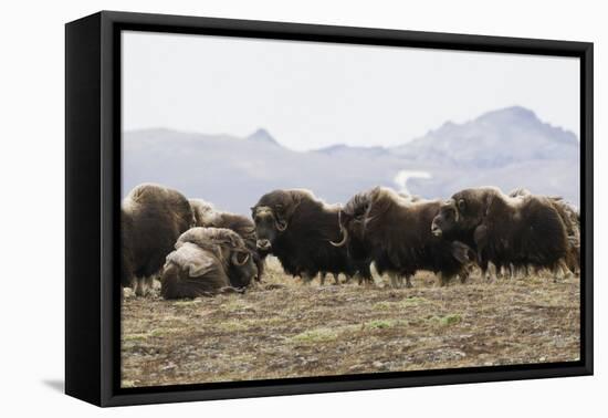 Musk Ox Herd-Ken Archer-Framed Premier Image Canvas