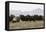 Musk Ox Herd-Ken Archer-Framed Premier Image Canvas