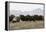 Musk Ox Herd-Ken Archer-Framed Premier Image Canvas