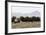 Musk Ox Herd-Ken Archer-Framed Photographic Print