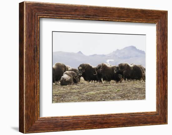 Musk Ox Herd-Ken Archer-Framed Photographic Print