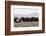 Musk Ox Herd-Ken Archer-Framed Photographic Print