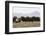 Musk Ox Herd-Ken Archer-Framed Photographic Print