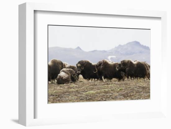 Musk Ox Herd-Ken Archer-Framed Photographic Print