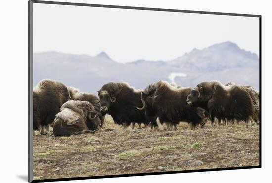 Musk Ox Herd-Ken Archer-Mounted Photographic Print