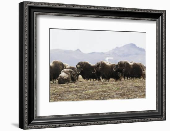 Musk Ox Herd-Ken Archer-Framed Photographic Print