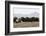 Musk Ox Herd-Ken Archer-Framed Photographic Print