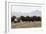 Musk Ox Herd-Ken Archer-Framed Photographic Print