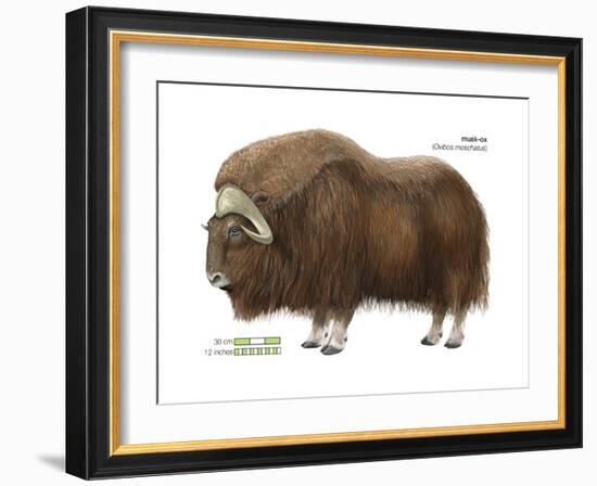 Musk-Ox (Obivos Moschatus), Mammals-Encyclopaedia Britannica-Framed Art Print