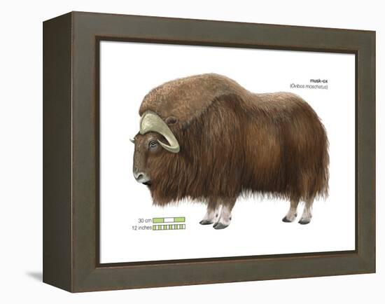 Musk-Ox (Obivos Moschatus), Mammals-Encyclopaedia Britannica-Framed Stretched Canvas