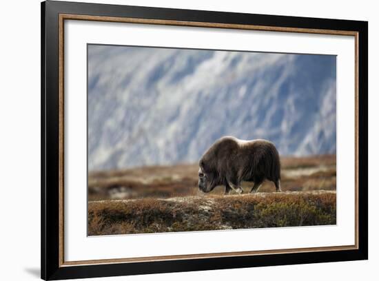 Musk Ox, Ovibos Moschatus, Norway, Dovrefjell, Autumn, Cow-Ronald Wittek-Framed Photographic Print