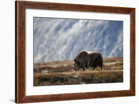 Musk Ox, Ovibos Moschatus, Norway, Dovrefjell, Autumn, Cow-Ronald Wittek-Framed Photographic Print