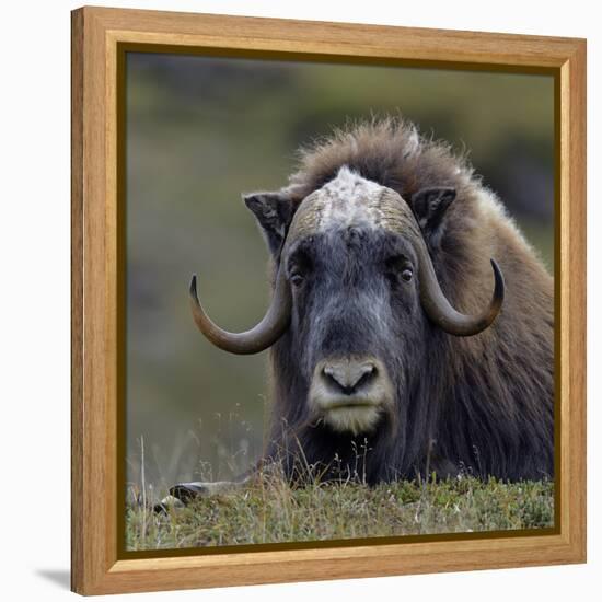 Musk Ox (Ovibos Moschatus) Portrait Whilst Resting, Nome, Alaska, USA, September-Loic Poidevin-Framed Premier Image Canvas