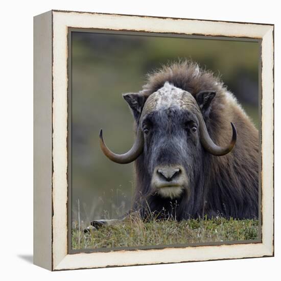 Musk Ox (Ovibos Moschatus) Portrait Whilst Resting, Nome, Alaska, USA, September-Loic Poidevin-Framed Premier Image Canvas