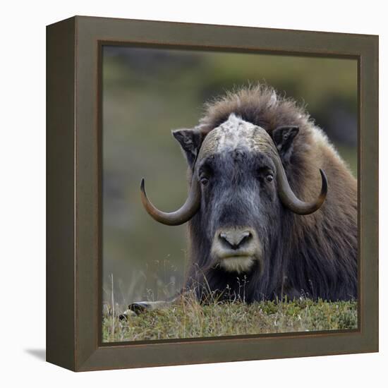 Musk Ox (Ovibos Moschatus) Portrait Whilst Resting, Nome, Alaska, USA, September-Loic Poidevin-Framed Premier Image Canvas