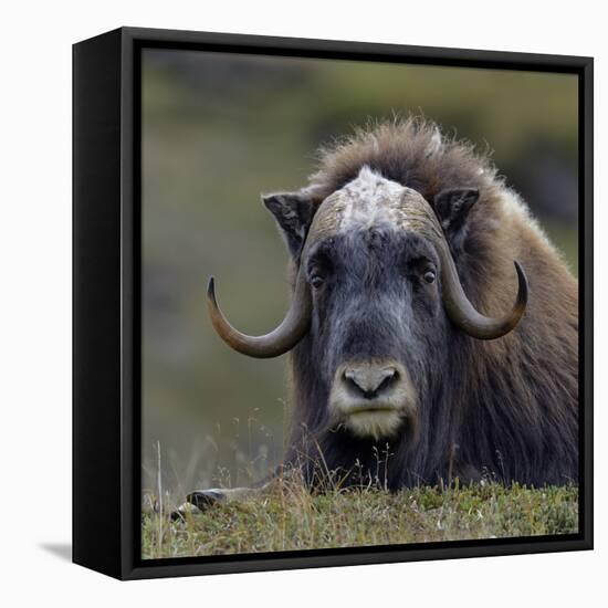 Musk Ox (Ovibos Moschatus) Portrait Whilst Resting, Nome, Alaska, USA, September-Loic Poidevin-Framed Premier Image Canvas