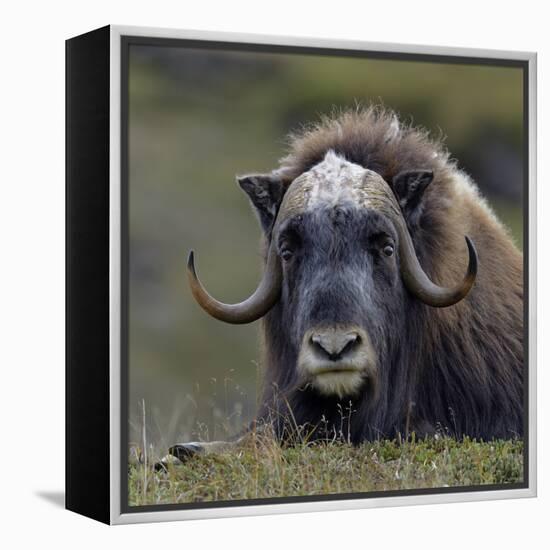 Musk Ox (Ovibos Moschatus) Portrait Whilst Resting, Nome, Alaska, USA, September-Loic Poidevin-Framed Premier Image Canvas