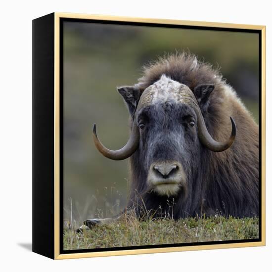 Musk Ox (Ovibos Moschatus) Portrait Whilst Resting, Nome, Alaska, USA, September-Loic Poidevin-Framed Premier Image Canvas