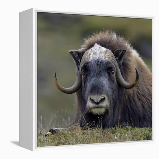 Musk Ox (Ovibos Moschatus) Portrait Whilst Resting, Nome, Alaska, USA, September-Loic Poidevin-Framed Premier Image Canvas