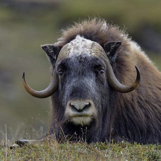 Musk Ox (Ovibos Moschatus) Portrait Whilst Resting, Nome 