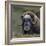 Musk Ox (Ovibos Moschatus) Portrait Whilst Resting, Nome, Alaska, USA, September-Loic Poidevin-Framed Photographic Print