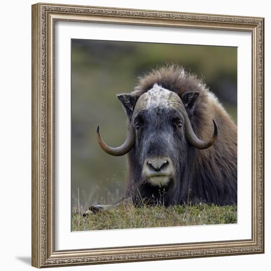 Musk Ox (Ovibos Moschatus) Portrait Whilst Resting, Nome, Alaska, USA, September-Loic Poidevin-Framed Photographic Print