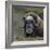 Musk Ox (Ovibos Moschatus) Portrait Whilst Resting, Nome, Alaska, USA, September-Loic Poidevin-Framed Photographic Print
