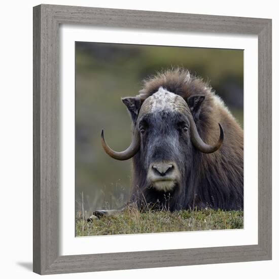 Musk Ox (Ovibos Moschatus) Portrait Whilst Resting, Nome, Alaska, USA, September-Loic Poidevin-Framed Photographic Print