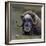 Musk Ox (Ovibos Moschatus) Portrait Whilst Resting, Nome, Alaska, USA, September-Loic Poidevin-Framed Photographic Print