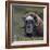 Musk Ox (Ovibos Moschatus) Portrait Whilst Resting, Nome, Alaska, USA, September-Loic Poidevin-Framed Photographic Print