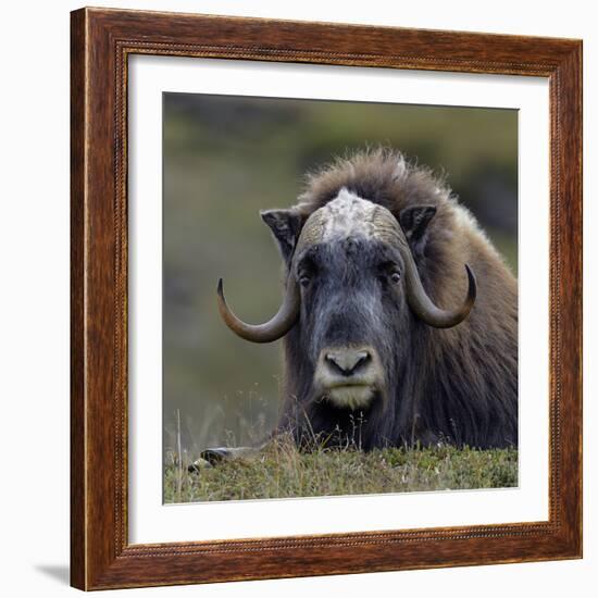 Musk Ox (Ovibos Moschatus) Portrait Whilst Resting, Nome, Alaska, USA, September-Loic Poidevin-Framed Photographic Print