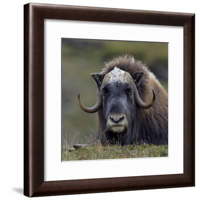 Musk Ox (Ovibos Moschatus) Portrait Whilst Resting, Nome 