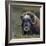 Musk Ox (Ovibos Moschatus) Portrait Whilst Resting, Nome, Alaska, USA, September-Loic Poidevin-Framed Photographic Print